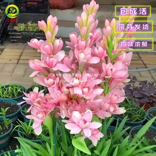 ������N��ѿ�������ذ��������ҹ��������ͥԺ�����ļ�����