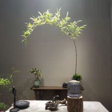 成品紫竹观赏竹子弯飘竹子盆栽室内客厅茶室办公室阳台绿植微盆景