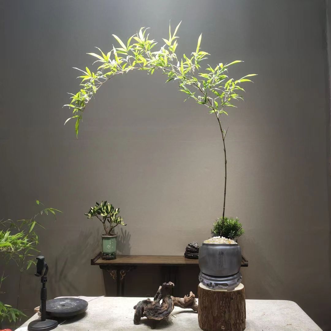Finished Purple Bamboo Ornamental Bamboo Curved Floating Bamboo Potted Indoor Living Room Tea Room Office Balcony Green Plant Micro Bonsai