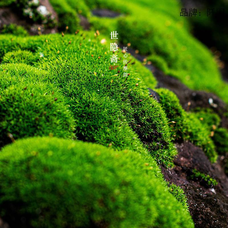 鲜活苔藓盆景造景假山微景观白发藓水陆缸植物青苔盆栽铺面装饰