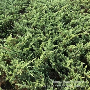 Arborvitae Park Road Greening Seedlings Arborvitae Cup Seedlings Complete Specifications Four Seasons Evergreen Ground Cover Plants