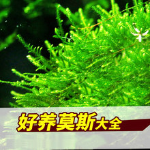 鱼缸水草植物真活草水培阴性增氧淡水入门级无土造景莫斯沉木水榕
