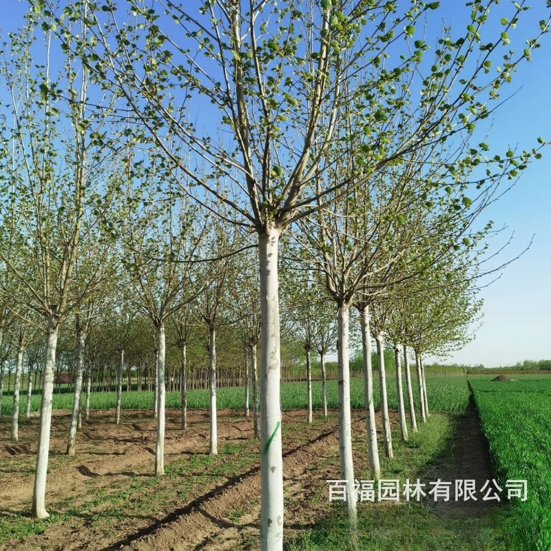基地批发 法桐 大树 苗圃价格 杆直悬铃木 法国梧桐 行道树-阿里巴巴