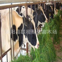 批发牧草种子南方多年生黑麦草种子子养牛羊兔鸡鹅猪鱼牧草