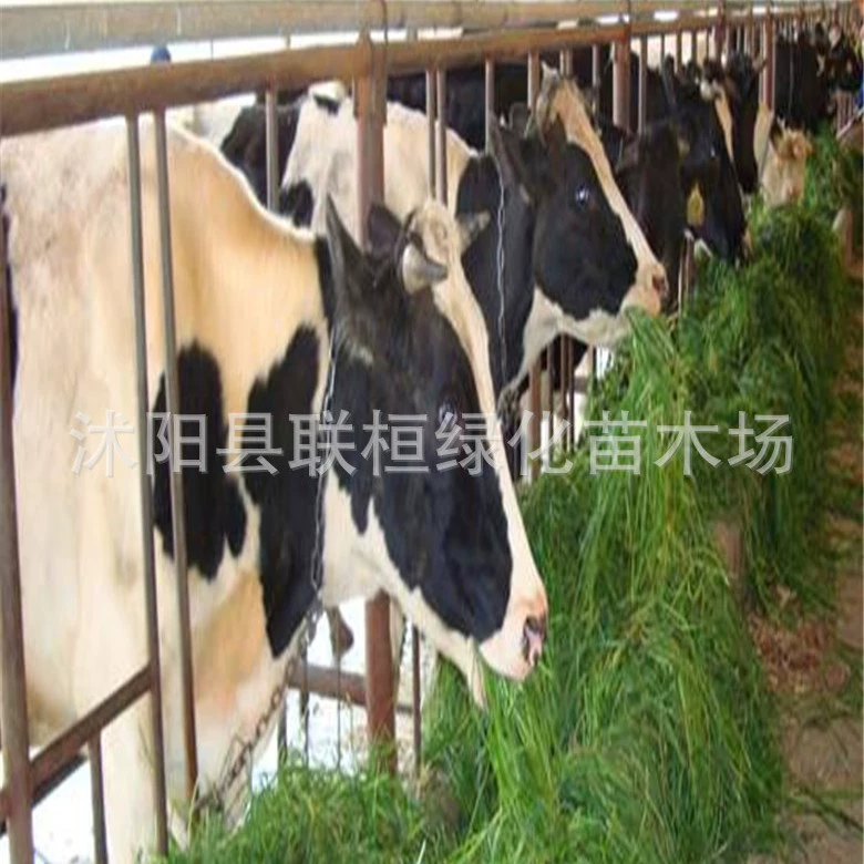 Оптовые поставки семян кормовых культур: южная многолетняя люцерна для крупного рогатого скота, овец, кроликов, кур, гусей, свиней и рыб.