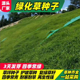 Four Seasons Green Grass Seed Greening Project Grass Seed Dog Tooth Lawn Seed Slope Protection Tall Fescue Greening Rye Grass