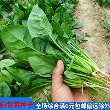 小叶菠菜种子非转基因小青菜波菜阳台四季秋冬蔬菜种籽孑耐热尖叶