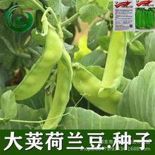 vmNܛv㶹߮aڴ＾rҲˈ@߲˷N