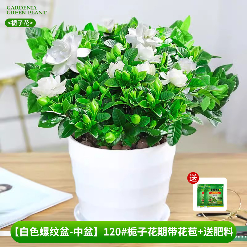 [Bacia com rosca branca-bacia média] 120 # Período de floração da gardênia com botões + fertilizante grátis