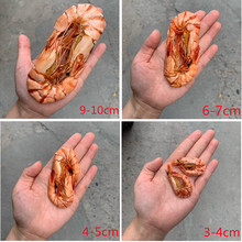 年货九节虾虾干大号特大竹节虾即食500g斑节虾对干虾烤虾海鲜干货