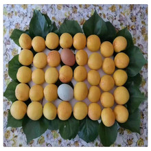 荷蘭香蜜杏樹基地 晚熟杏樹七月初成熟 杏仁可食用 杏砧杏樹苗