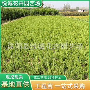 ���������l�@�ֹ��̾G����ľ��·�ļ������ľ�̰ؼt�İ������