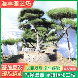 山东基地出售胸径20-70厘米造型黑松 厂区造景用造型景松造型油松