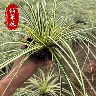 Grass Flower Base Wholesale Golden Leaf Sedges Seedlings Ornamental Plants Foliage Plants Colorful Leaves Ground Cover Plants Aquatic Sedges