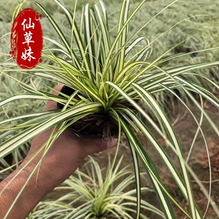 草花基地批发金叶苔草苗 观赏植物观叶植物 彩叶地被植物水生苔草