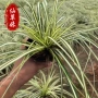 水生基地彩叶观赏草花