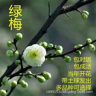 ��ɫ÷����������ļ��҃���ͥԺ�辰�Ϙ��t÷�G÷��ɰ�m��÷÷��