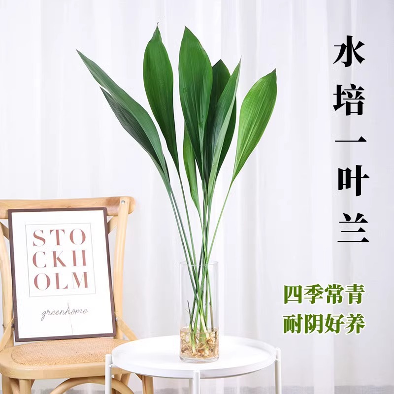 Hydroponic Plant Monstera Potted Indoor Trendy Green Plant Evergreen All Seasons Living Room Water-Grown Flowers Easy to Care for Plants