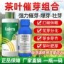氨基植物嘌呤茶叶赤霉素