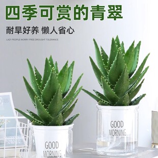 蘆薈盆栽室內除甲醛凈化空氣植物辦公桌仙人掌多肉四季好養花卉