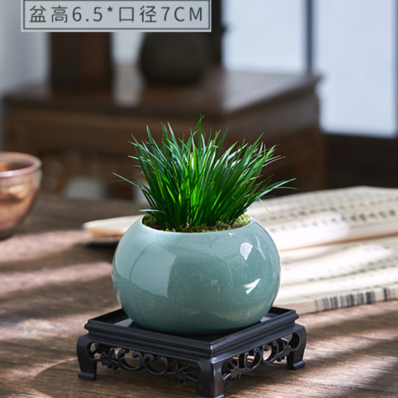 Dinero Acorus acorus bonsai pequeña maceta de oficina decoración de mesa de té modelado Zen迷 interior micro paisaje flor verde