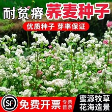 五谷杂粮种子甜荞麦苦荞麦红高粱大麦黑小麦燕麦青稞谷子小米水稻