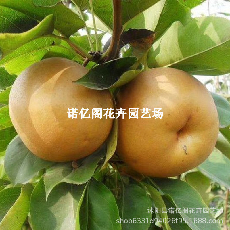 晚熟梨树黄梨苗黄梨苗晚秋水果梨树嫁接果树果苗当年结果盆栽地栽