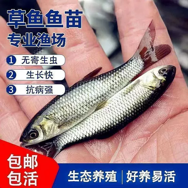 Select 8-10 cm grass carp fry and get 10% free road damage for 10 pieces