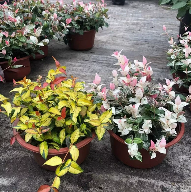 Горшок 18 см с золотистым полосатым плющом, красочным полосатым плющом, пауком, термостойким и морозостойким цветком.