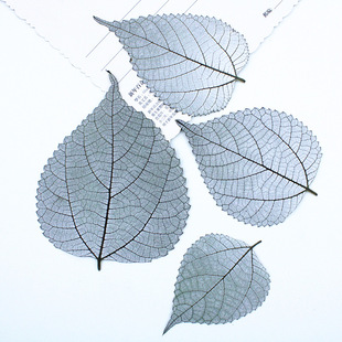 Ramie Leaf Wild Hemp Leaf Dried Flower Embossing Wholesale Baffle Flower Decorative Real Leaf Plant Specimen Cross-border Real Flower Material Painting