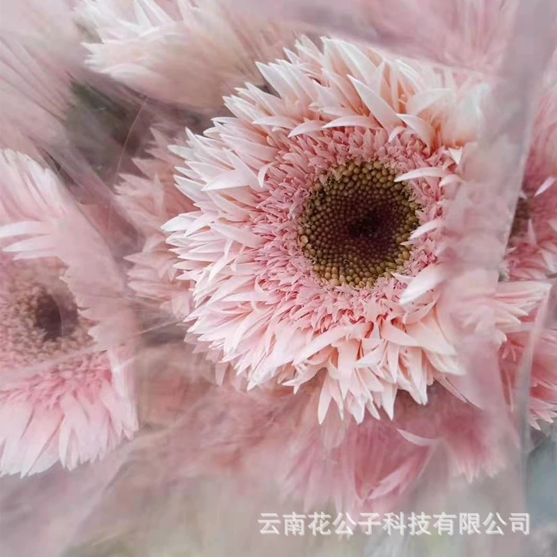 Герберы матовые, оптом из Юньнани, 20 стеблей/букет, свежесрезанные, для романтических цветочных композиций