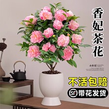 ����ɽ�軨���Ԏ����k���҃��̨�ļ����ܾGֲ��ɽ�軨������B��
