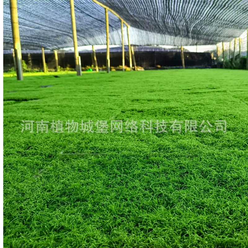 Свежий марлевый короткий бархатный мох озеленение двора впитывающий камень тропический лес мох микропейзаж горшечные растения искусственное выращивание