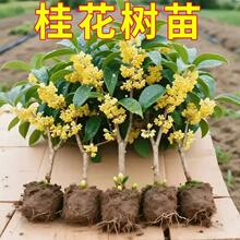 桂花小苗【买一发三】特价金桂盆栽地栽庭院种植阳台耐寒浓香型花