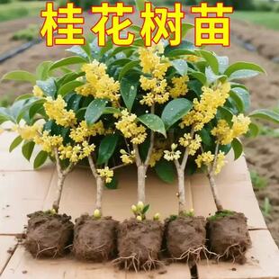 ��С�硾�Iһ�l�����؃r������Ե���ͥԺ�Nֲ�̨�ͺ������ͻ�