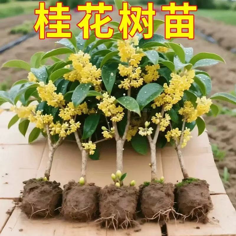 桂花小苗【买一发三】特价金桂盆栽地栽庭院种植阳台耐寒浓香型花