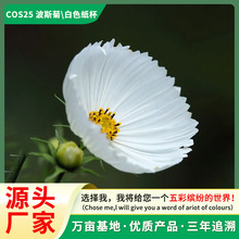 波斯菊种子四季播种阳台庭院园艺绿化厂家直销支持代发纸杯系列