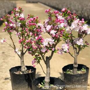 �t�����Ļ������L�۹��������z�G��ʯ���Ę���ͥԺ�L�������辰��