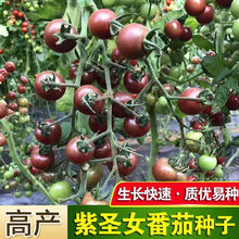 紫圣女紫番茄种子樱桃番茄四季种植蔬菜种子家庭阳台盆栽蔬菜种Z