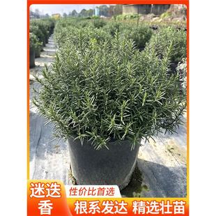 �Ե�������ţ���ÿ�ʳ�ñ����~�Ե�����Gֲ���r�_�����ֲ���{��