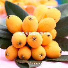 台农1号大果甜枇杷苗台湾枇杷树苗新品果大味浓甜早产高产果树苗