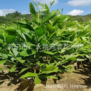 ֱ���Rռ��˼��ֲ����~��˼������G���ر�����С���ļ����G��ľ