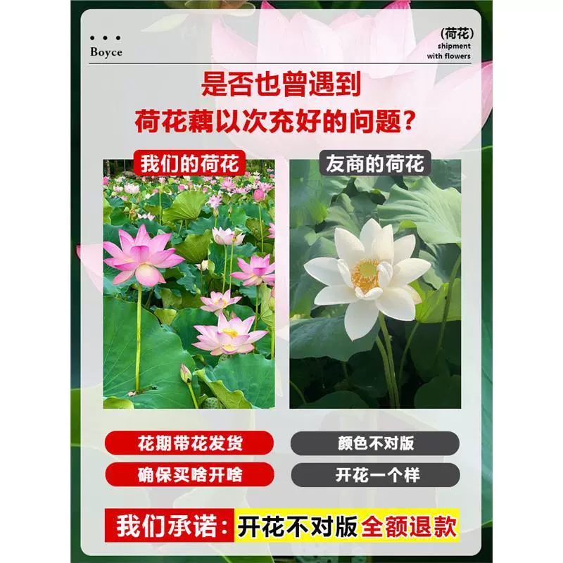 Декоративные цветы лотоса в горшках с водой для выращивания съедобного лотоса