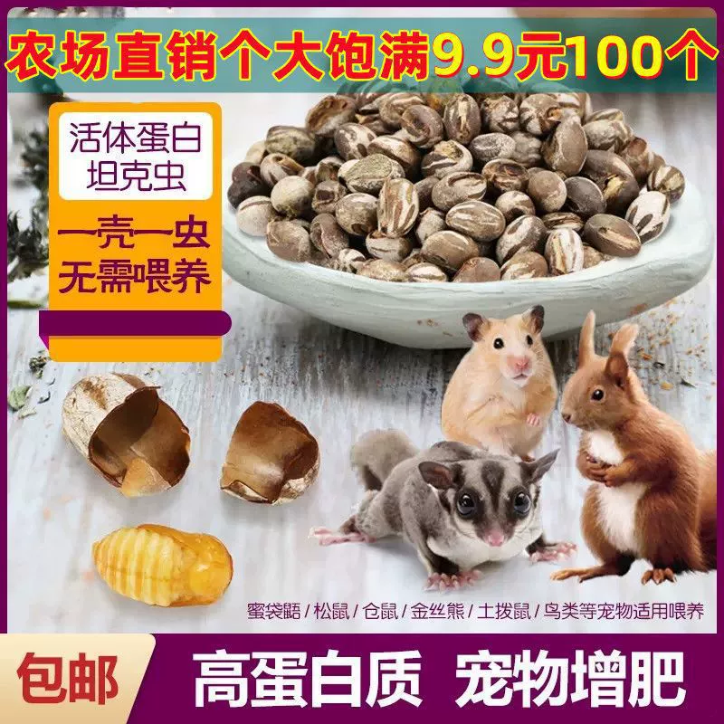 Танк червь в медовой сумке хомяк с высоким содержанием белка цветочная палочка крыса ест белку попугай