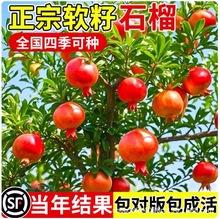 石榴树树苗突尼斯软籽带土特大无籽蒙自甜石榴老桩庭院盆栽果树苗
