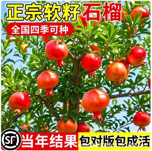 石榴树树苗突尼斯软籽带土特大无籽蒙自甜石榴老桩庭院盆栽果树苗
