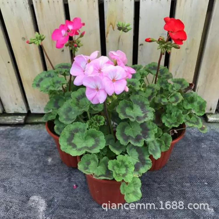 批发天竺葵花苗盆栽花卉室内庭院阳台四季开花不断盆栽洋绣球花苗