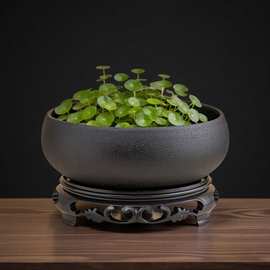 水培花盆巴西木铜钱草一叶莲碗莲金钱草睡莲水莲花陶瓷多肉大号盆