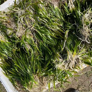 基地供货苦草 大苦草 刺苦草 四季常青苦草扁担草长叶苦草