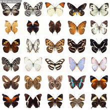 ���l�羳������˱�ԭ�������P���Żҵ����x�˱����x�׃������ֹ�